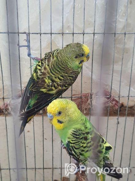 বাজরিগার পাখি