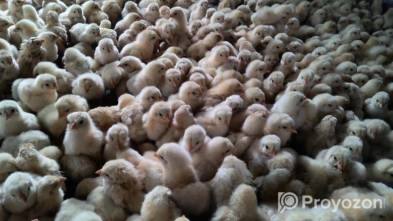 মুরগির বাচ্চা