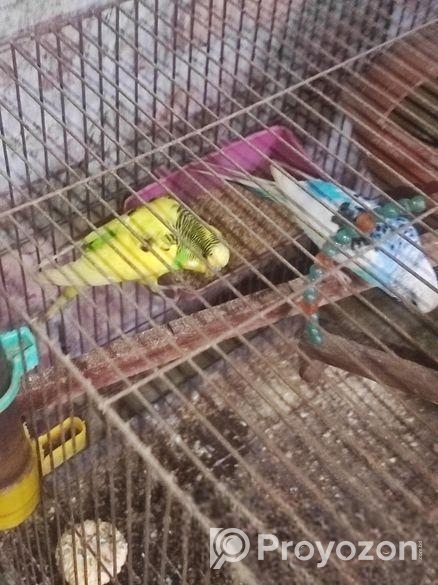 ৩ জোরা রানিং বাজরিগার পাখি