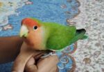 Tame Love Bird
