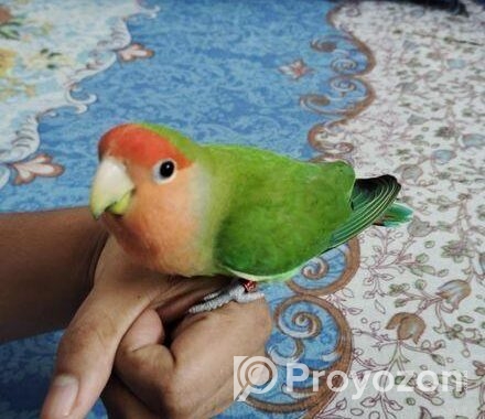 Tame Love Bird