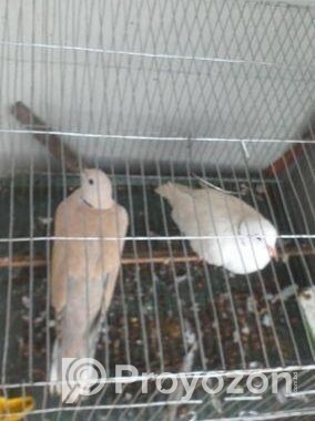 1 Pair Adult ঘুঘু পাখি