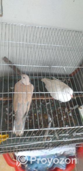 1 Pair Adult ঘুঘু পাখি