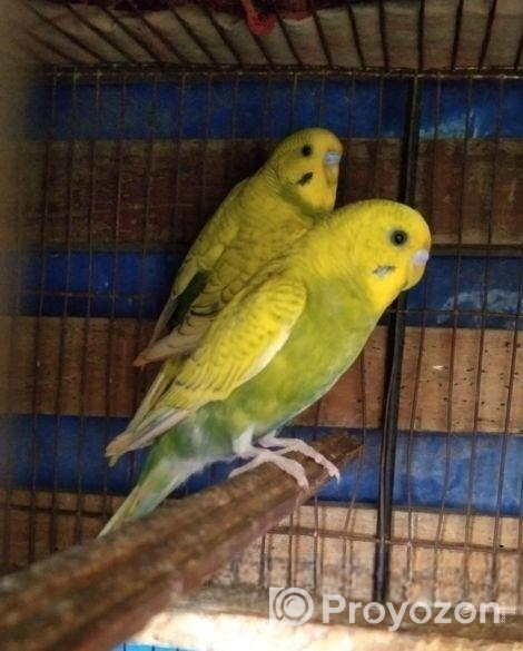 বাজরিগার ২ পিচ মেল