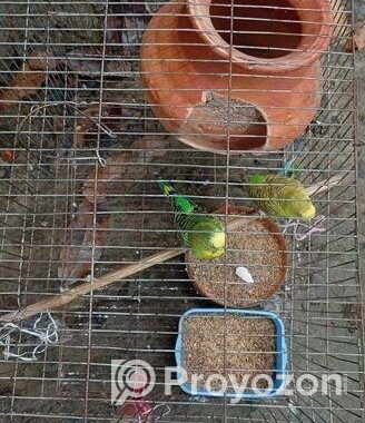 ক্লাসিকেল রানিং বাজরিগার পাখি বিক্রি করা হবে?