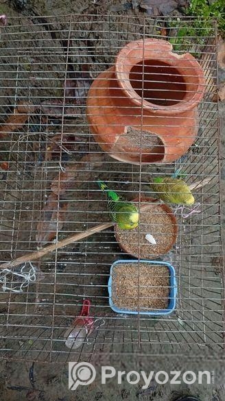 ক্লাসিকেল রানিং বাজরিগার পাখি বিক্রি করা হবে?