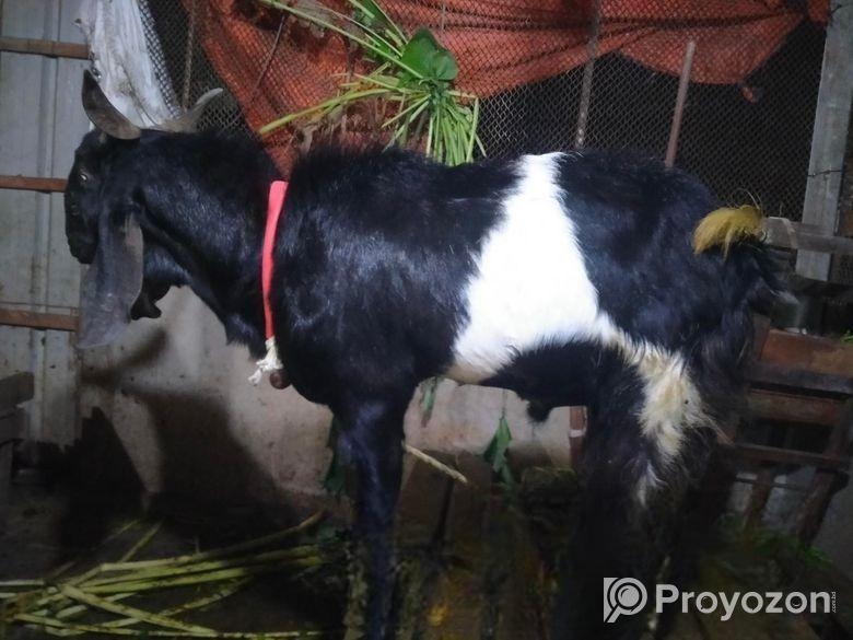 পাঠা ছাগল বিক্রি