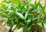 ক্যান্সার প্রতিরোধী ননী ফল গাছ