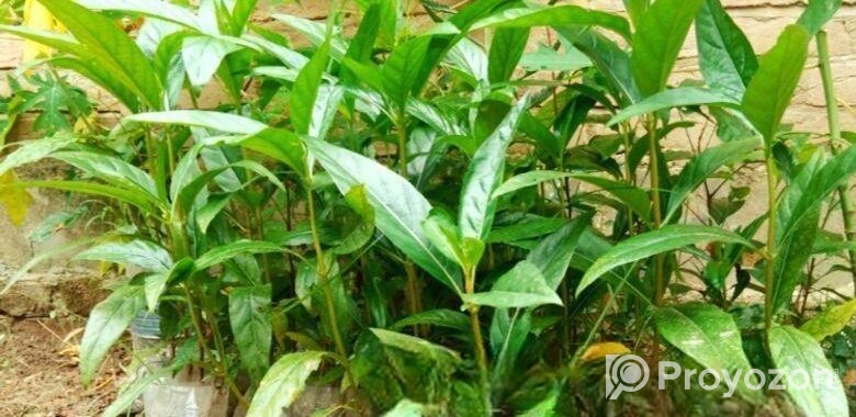 ক্যান্সার প্রতিরোধী ননী ফল গাছ