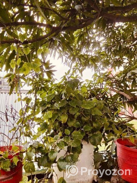 চুই ঝাল গাছ বিক্রি হবে