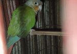 BIRD SELL