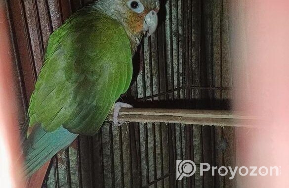 BIRD SELL