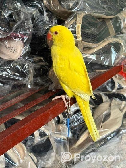 হলুদ টিয়া