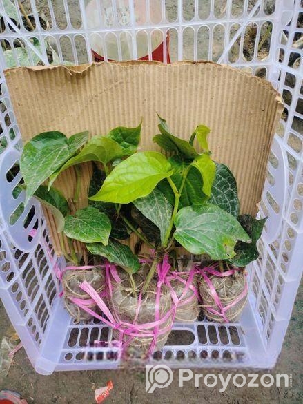 চুইঝালের চারা