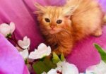 Persian cat