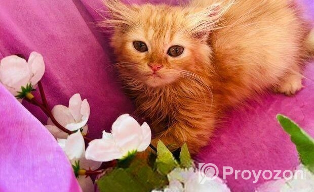 Persian cat