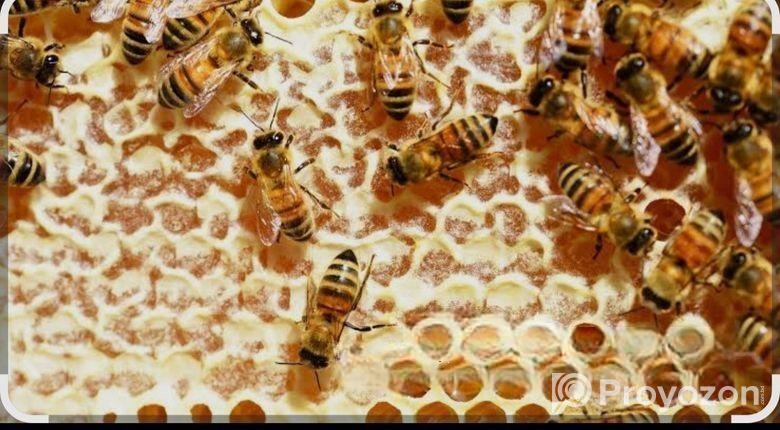 মধু পাওয়া যায়