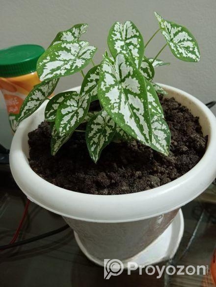 খুব সুন্দর গাছ