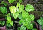 পানের চারা