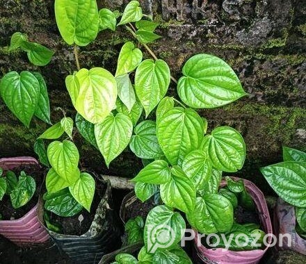 পানের চারা