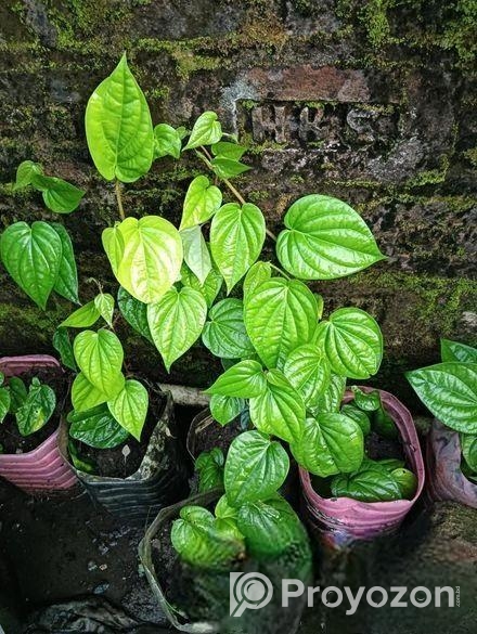 পানের চারা