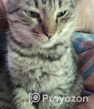 Mix Persian Cat