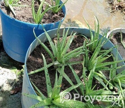 Aloe vera plant