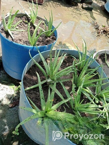 Aloe vera plant