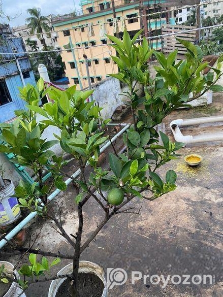 মাল্টা এবং কমলা গাছ ফল সহ