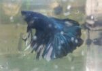 Betta Fish
