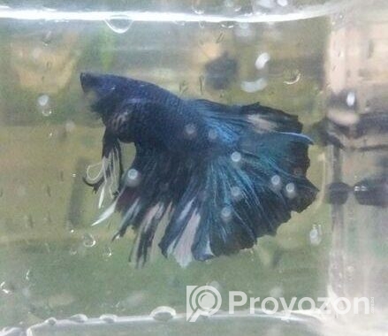 Betta Fish