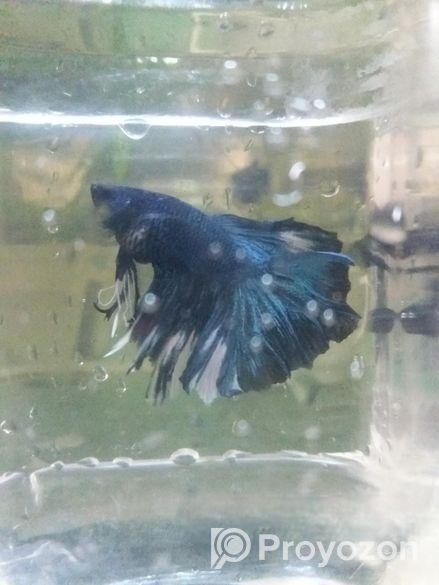 Betta Fish