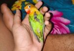 Cute Full Tame Love Bird For Sell Or Exchange