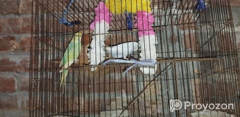 পাখি বিক্রি করা হবে খাচা সহ