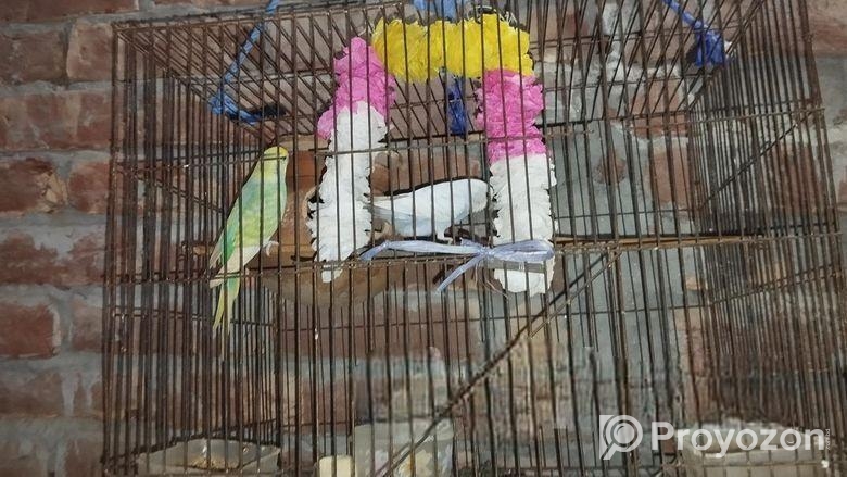 পাখি বিক্রি করা হবে খাচা সহ