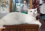 Persian Mix (high Quality)