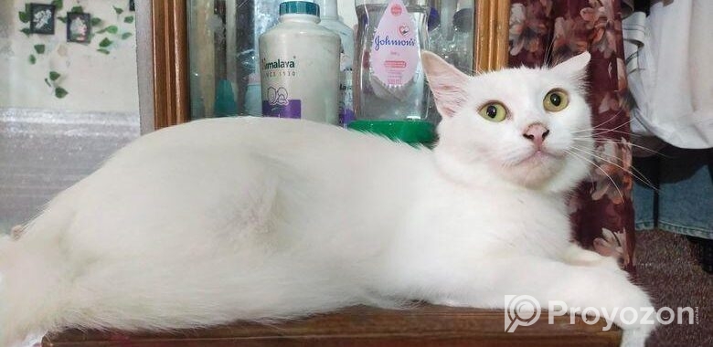 Persian Mix (high Quality)
