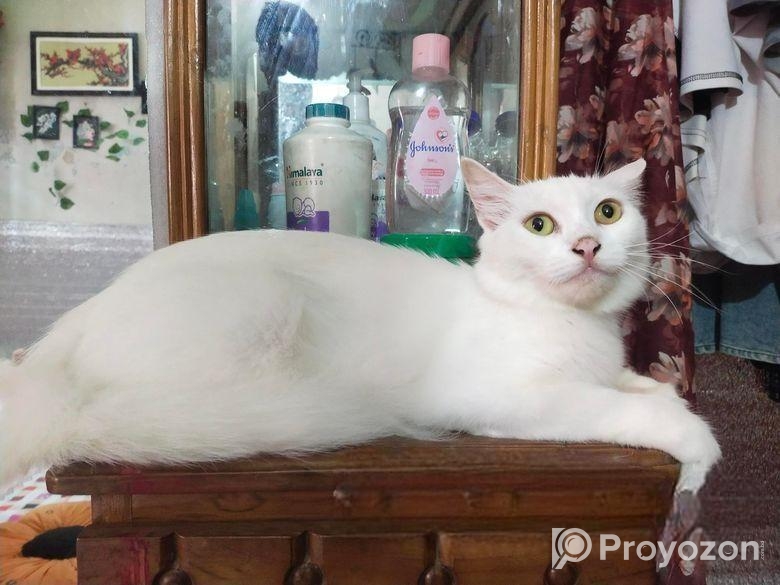 Persian Mix (high Quality)