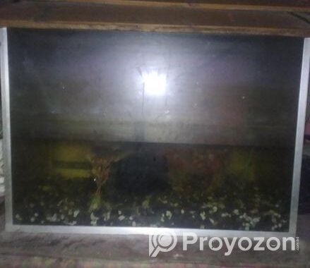 একুরিয়াম সেল দিবো