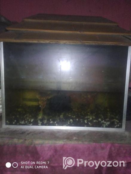একুরিয়াম সেল দিবো