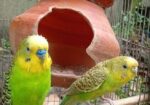ক্লাসিকেল রানিং বাজরিগার পাখি বিক্রি করা হবে?