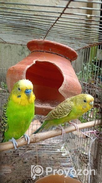 ক্লাসিকেল রানিং বাজরিগার পাখি বিক্রি করা হবে?