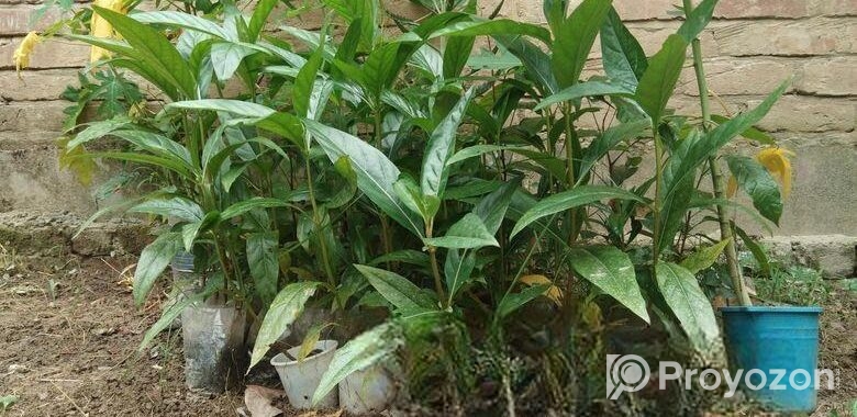ননী ফল গাছ ২৩ টি