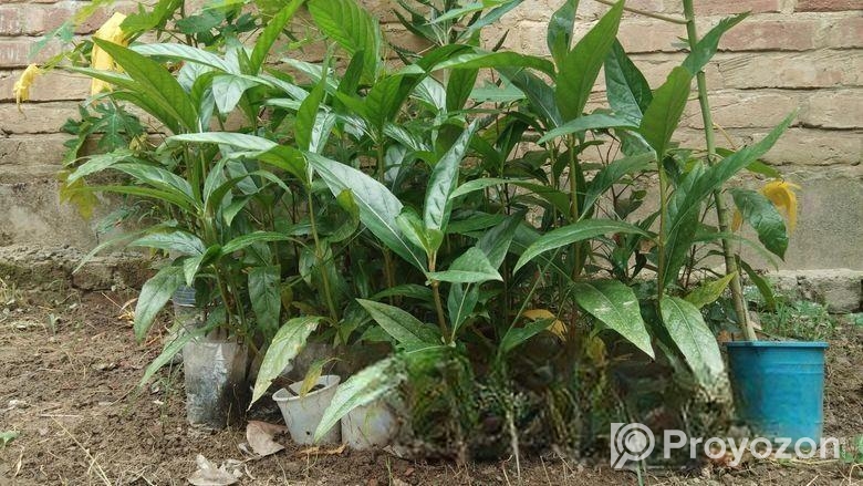 ননী ফল গাছ ২৩ টি