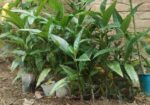 ক্যান্সার প্রতিরোধী ননী ফল গাছ