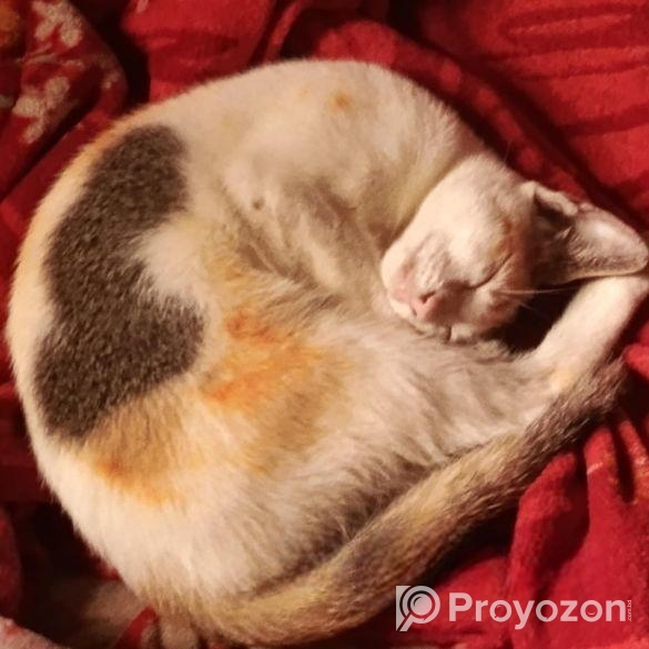 পোষাবেড়াল