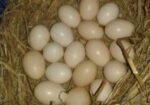 দেশি মুরগির ডিম বিক্রয় করা হবে