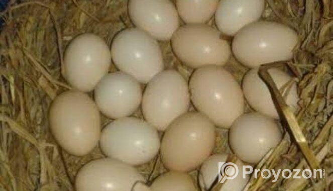 দেশি মুরগির ডিম বিক্রয় করা হবে