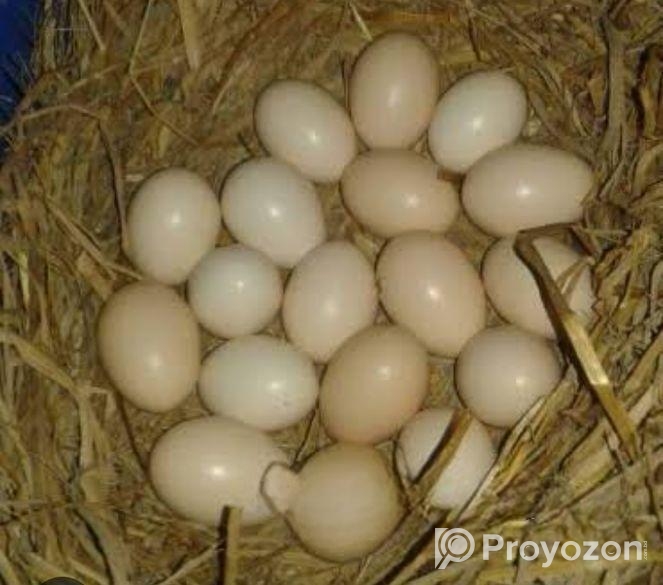 দেশি মুরগির ডিম বিক্রয় করা হবে