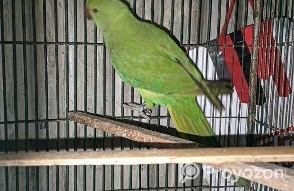 BIRD SELL